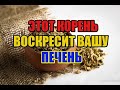 ЧУДО КОРЕНЬ - ЭЛИКСИР ДЛЯ ПЕЧЕНИ