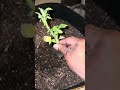 Yellow watermelon plant #gardening #plants