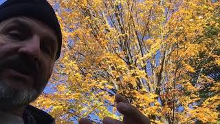 Tommy's Plant Profiles: Acer Saccharum (Sugar Maple)