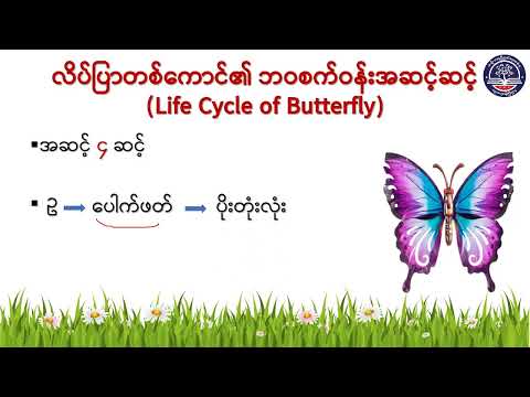 Grade7 အထွေထွေသိပ္ပံ၊ အခန်း(၃)မျိုးပွားခြင်း အပိုင်း ၆) ကျောရိုးမဲ့သတ္တဝါများ၏ဘဝစက်ဝန်း၊ စာ(၃၉)