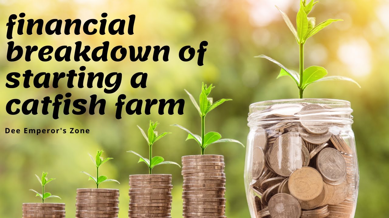 THE ACTUAL FINANCIAL COST OF STARTING A FISH FARM BUSINESS - YouTube