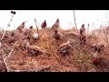 Authentic Traditional Bird Trap Setup #MauntainChukarHunting