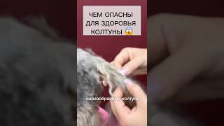 Чем опасны колтуны для здоровья собаки?😱 #собака #уходзасобакой #животные #груминг