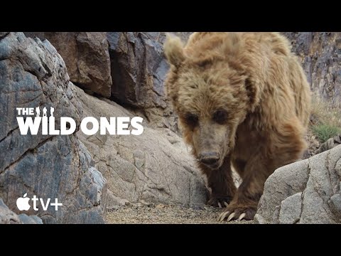 The Wild Ones — "Gobi Bears" Clip | Apple TV+