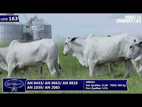 LOTE 163   AN 2083,663,818,443,1039