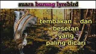 masteran suara burung lyrebird | audio kwalitas jernih | masteran paling dicari 2022