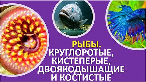 1. Рыбы. Круглоротые, кистеперые, двоякодышащие и костистые