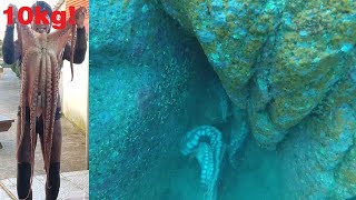spearfishing Giant Octopus