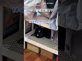 【當機了】超萌黑貓故障中？！ 一動不動愛發呆｜黑貓｜定格