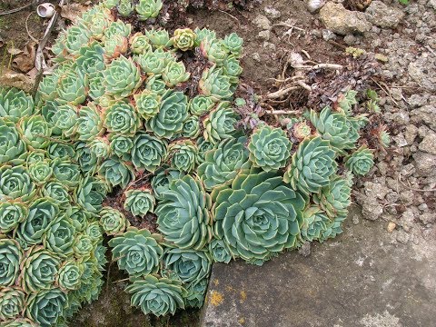 Video: Llojet e bimëve Clematis – Varietetet e njohura të Clematis për kopshte