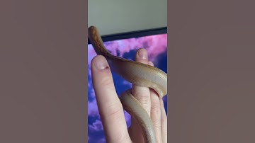 PUTPLE ALBINO GOLDENCHILD RETICULATED PYTHON😱😱 #shorts #animals #reptile
