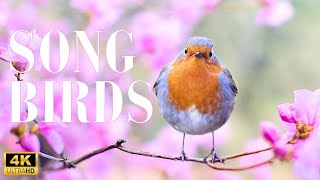 Singing Birds From Around The World - 4K Scenic Relaxation