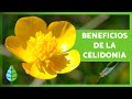 Para qué SIRVE la CELIDONIA 🌼🌿  (Propiedades, BENEFICIOS y Cómo Tomarla)