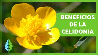 Para qué SIRVE la CELIDONIA 🌼🌿 (Propiedades, BENEFICIOS y Cómo Tomarla)