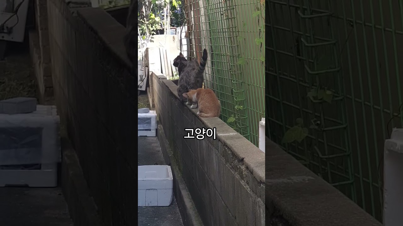 시골집 야옹이 오늘 행복한 하루 #고양이 #고양이일상 #고양이영상 #고양이브이로그 #야옹이 #야옹이그램 #애완동물 #야옹 #cat