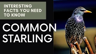 Common Starling facts 🦜 European Starling 🦜 Starling 🦜 Starling Calling Sound 🦜