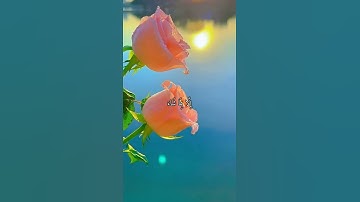 واتس اب قران كريم القارئ ياسر الدوسري من سورة (البقرة)