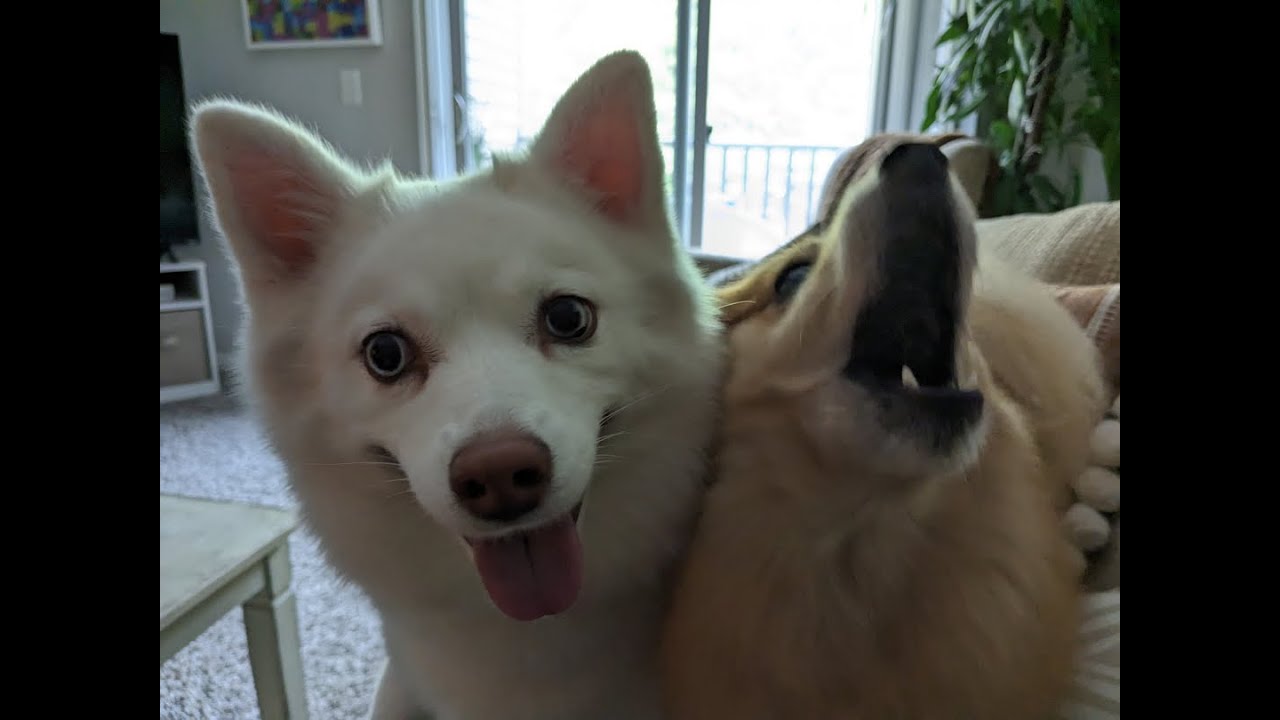 SKYE THE POMSKY AND THEO THE POMMIE ENJOYIONG THIER DINNER.