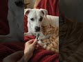 a dog helping a cat that interview