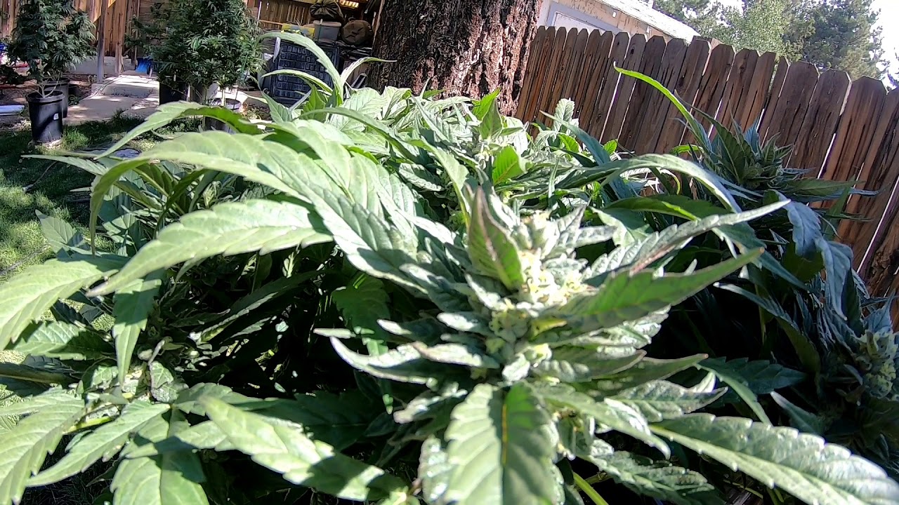 OMG! OVERDRIVE IS AMAZING! WTF?!