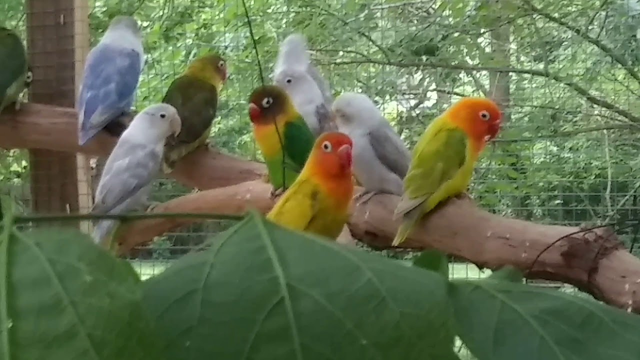 Lovebirds enjoying new aviary YouTube