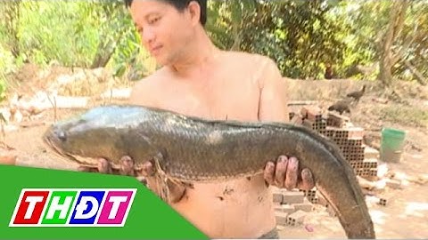 Bắt được con cá lóc khủng nặng 5 kg | THDT