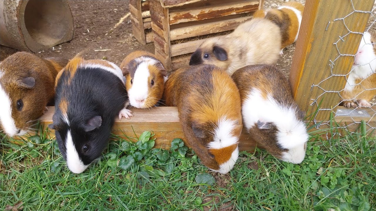 Wir putzen das Gehege der Meerschweinchen