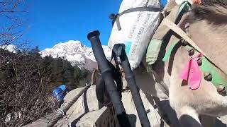 Manaslu tour 7 - Manaslu snowy range high altitude forests, donkeys and cows, Praying mills