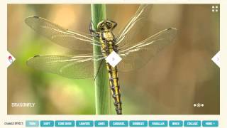 Wordpress Slideshow - Impressive Animations!