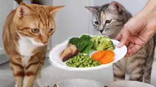 Cats Try Vegetables For The First Time! Funny reactions 😹