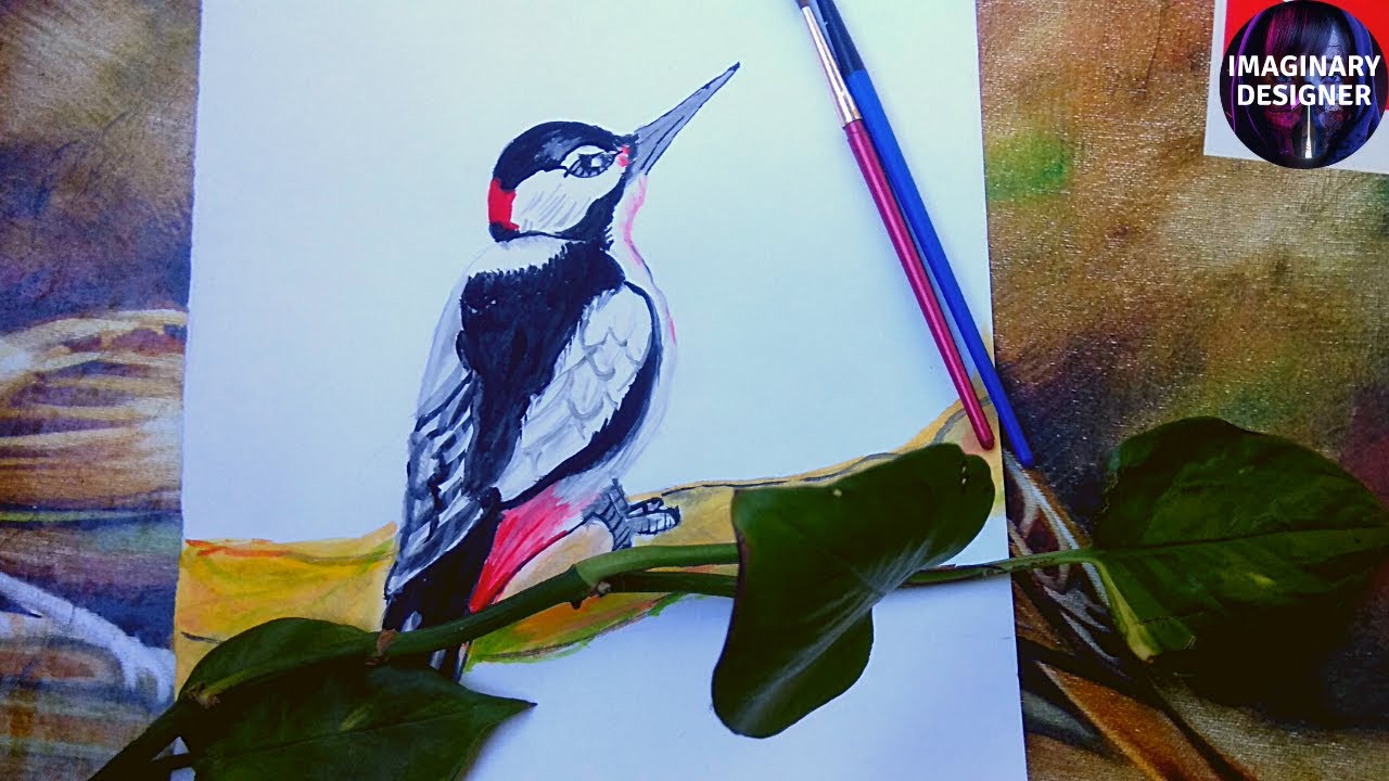 Black Billed Magpie Watercolour Painting| bird drawing 