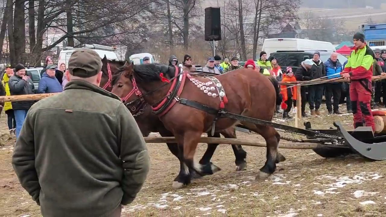 VIDEO 25012025 – Zimná furmanská súťaž ťažných koní Hriňová