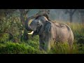 Elephants protecting asias gentle giants  daily dose of nature