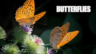 10 Hours Butterfly Ambience | Calming Nature Background screenshot 1