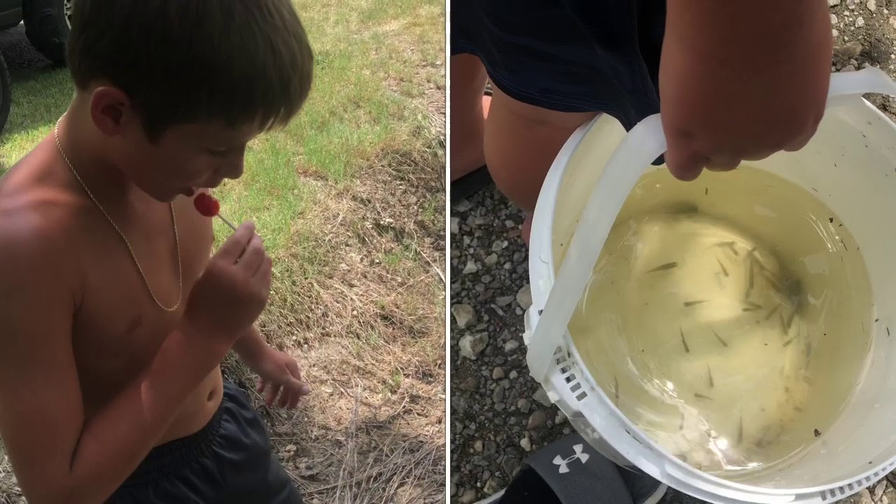 Catching Baby Catfish YouTube