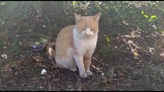 Ginger cat resting near the tree. #cats #Stray by City cats short 990 138 views 1 year ago 2 minutes, 51 seconds
