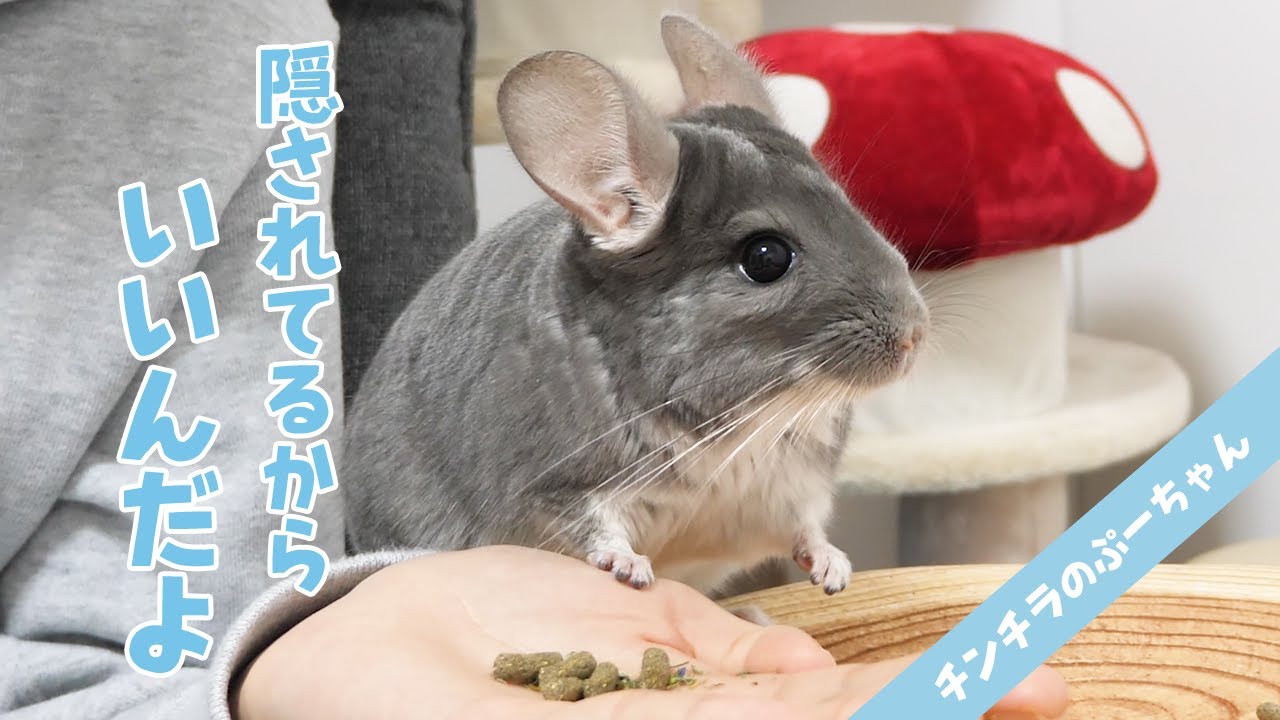 デグーが隠したおやつを食べるチンチラのために別で買ってあげたら塩対応だった デグーが隠したおやつを食べるチンチラのために別で買ってあげたら塩対応だった
