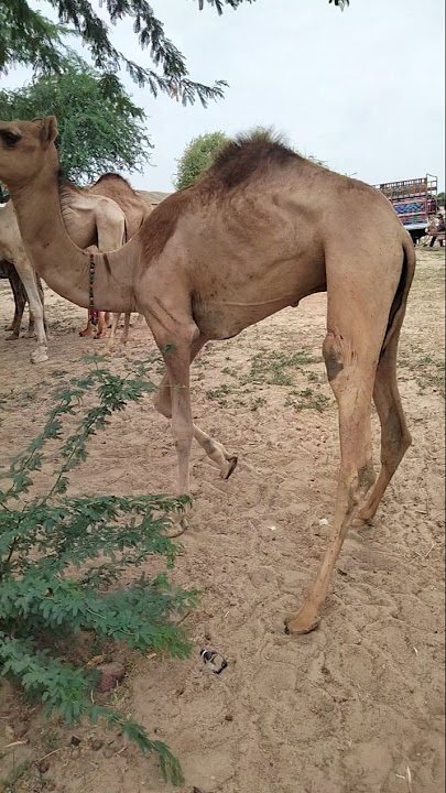 Camels dhirkh ke chaio ma khiry ha#youtubeshorts #camel #animals