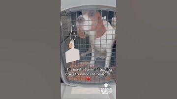 This is what animal testing does to beagles 💔 #stopanimaltesting