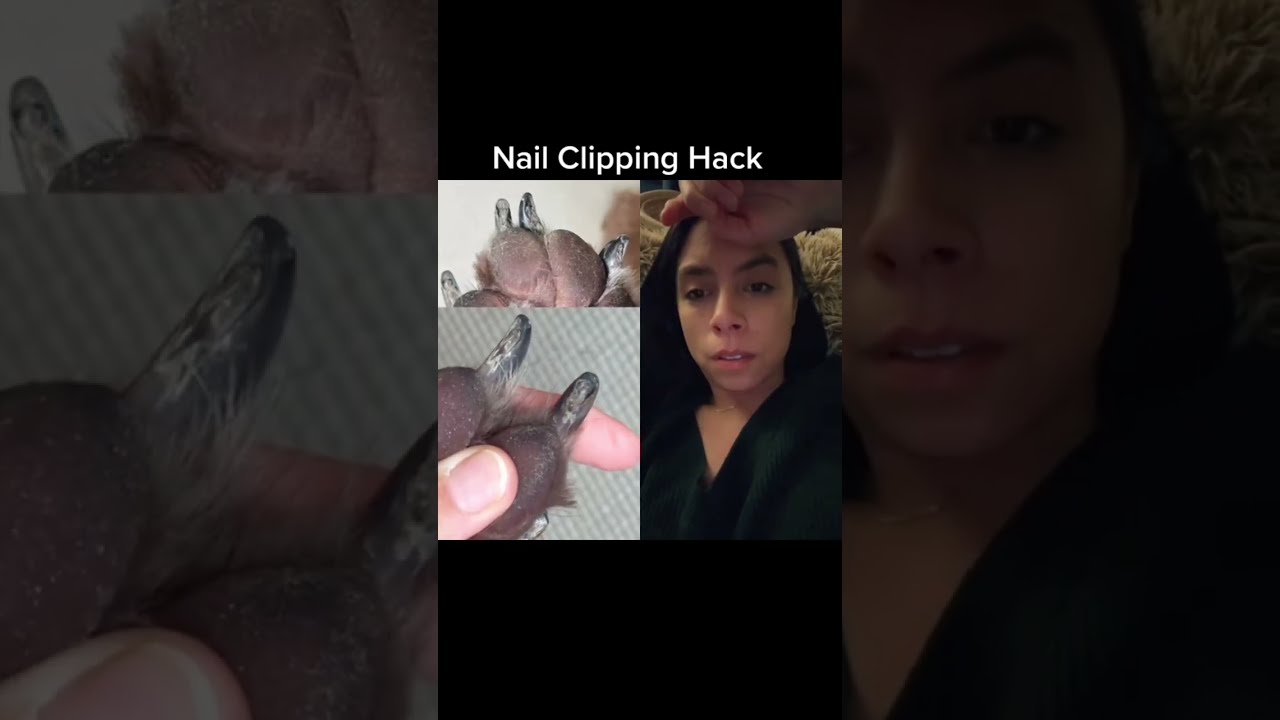 How To Clip Your Dog S Nails STRESS FREE 