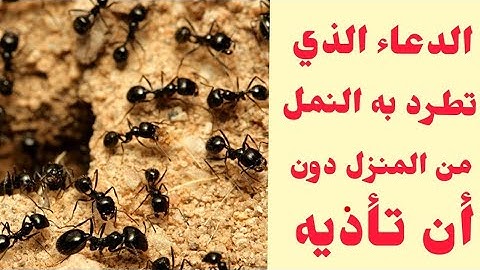 دعاء لطرد النمل من المنزل أو العمل