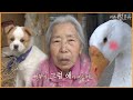 [동물다큐 풀버전] 강아지 이기고 서열 1위 차지한 황금거위 빠부｜꼬부랑 할머니와 황금거위 KBS 방송