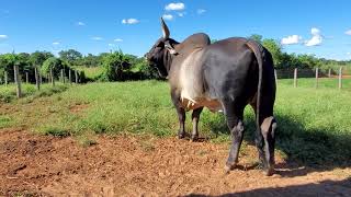 Bigrande Campeão Nacional - Quartel Icil