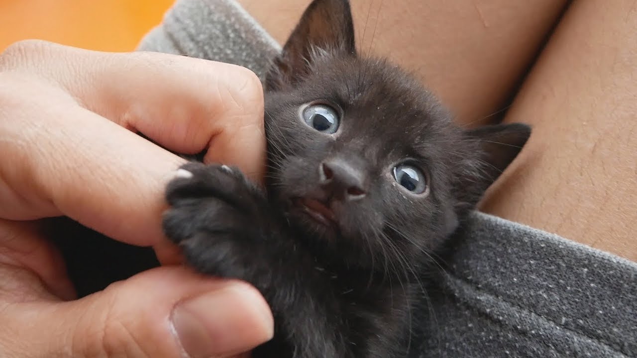 Cute Black Kitten 😻 Transformation Into Panther 🐾 