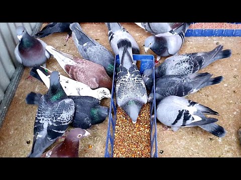 Video: Kedy by som si mal robiť starosti s holubom?