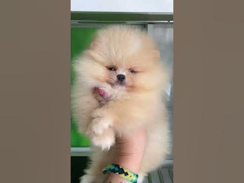 Женско бебе померан цвят крем в продажба - YouTube