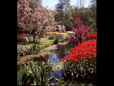 The tulip splendour of Keukenhof, Holland 1965