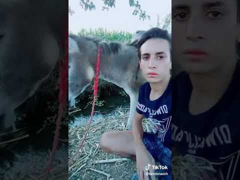 يا حمار يا وحشى