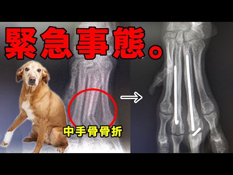 仔犬の中手骨（手の甲）の骨折