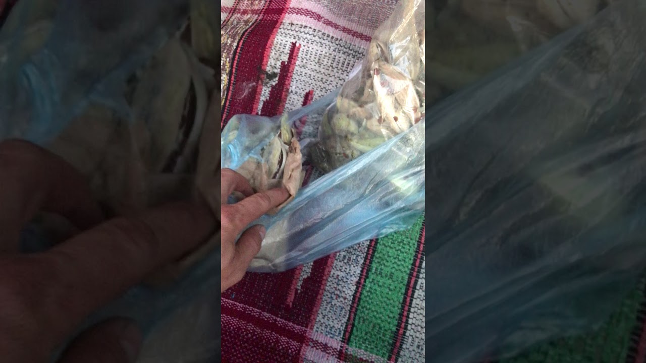 Семена Синяка Где Купить